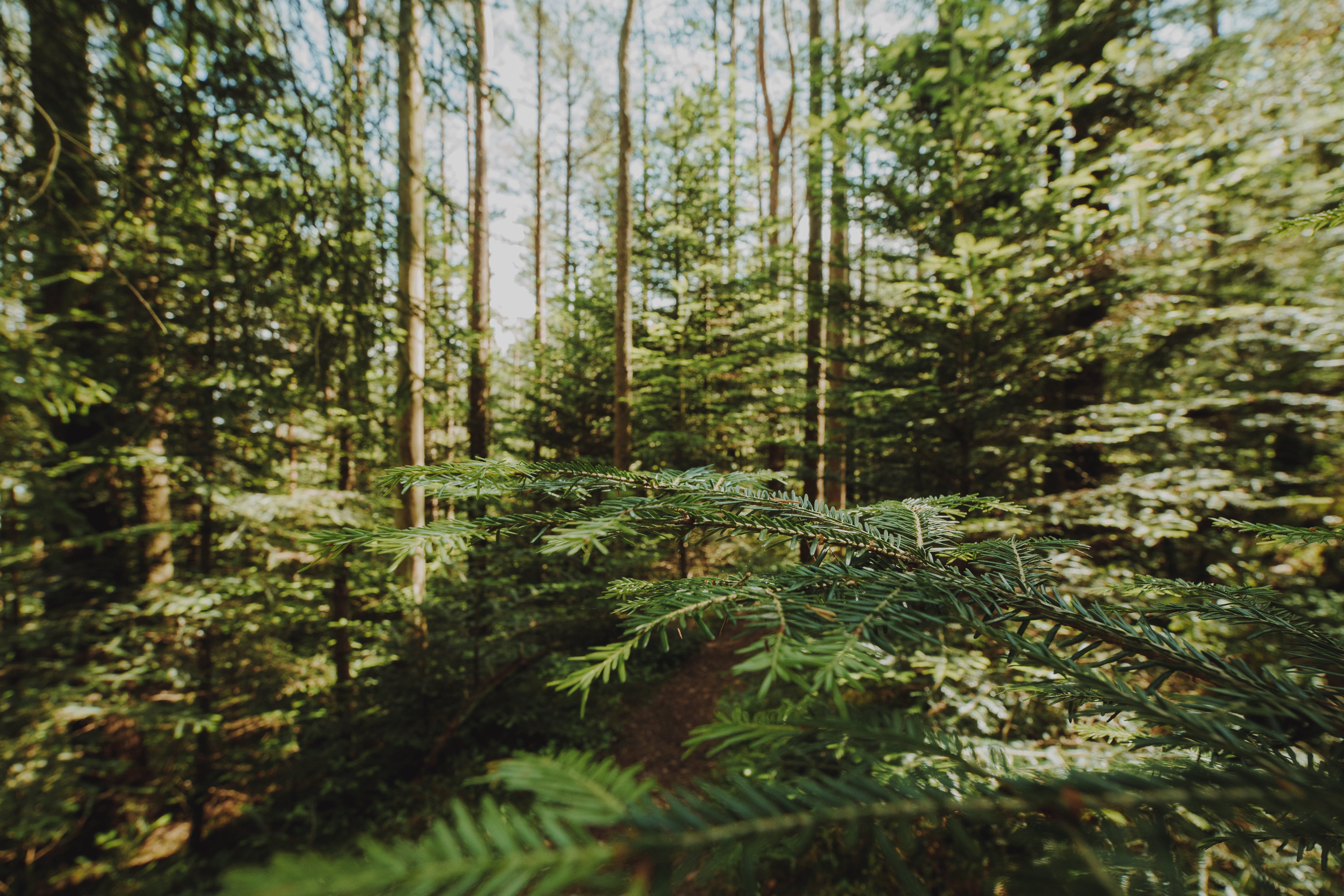 beau paysage foret verte
